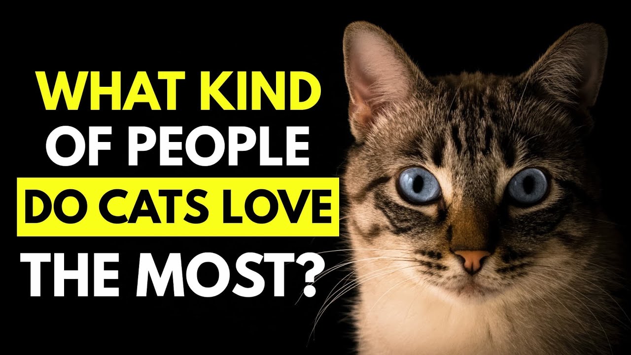 Want Your Cat to Love You More? Do These 7 Things!