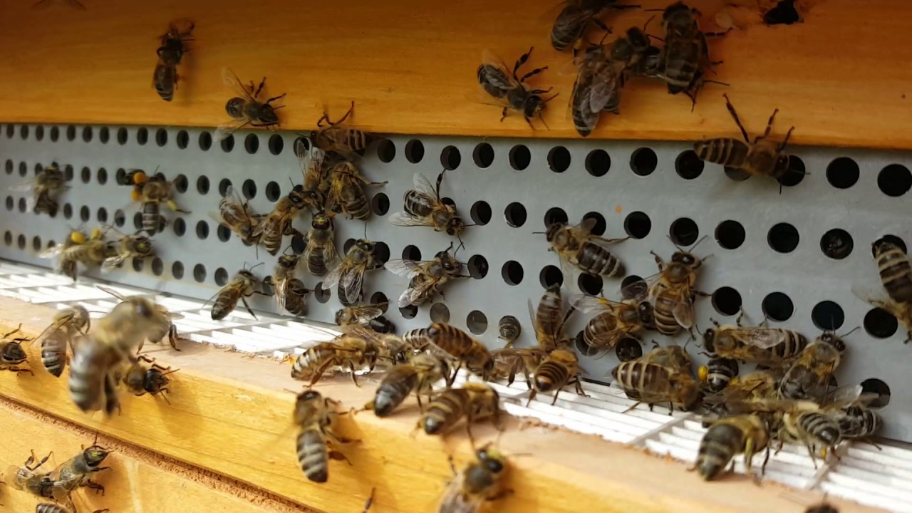 Poławiacz pyłku. Pierwszy raz. Bee Polen