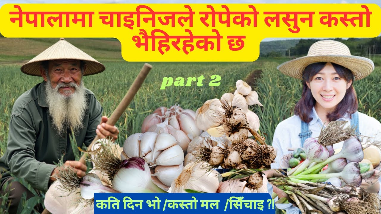 china lahsun ki kheti /lasun ropne tarika /benefit of garlic/agriculter/ chaina tour | Chinese movie