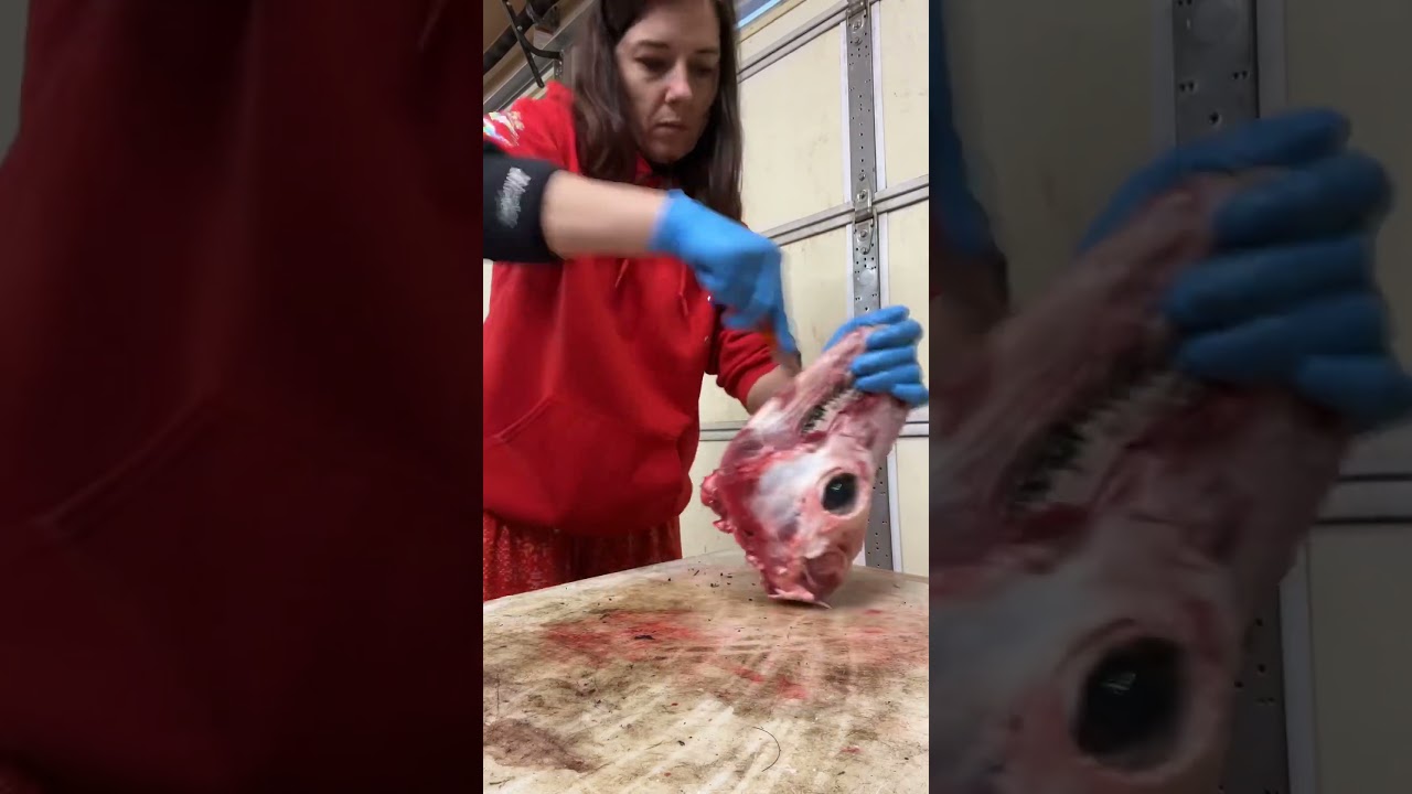 Alpaca head. Preparing for maceration. 