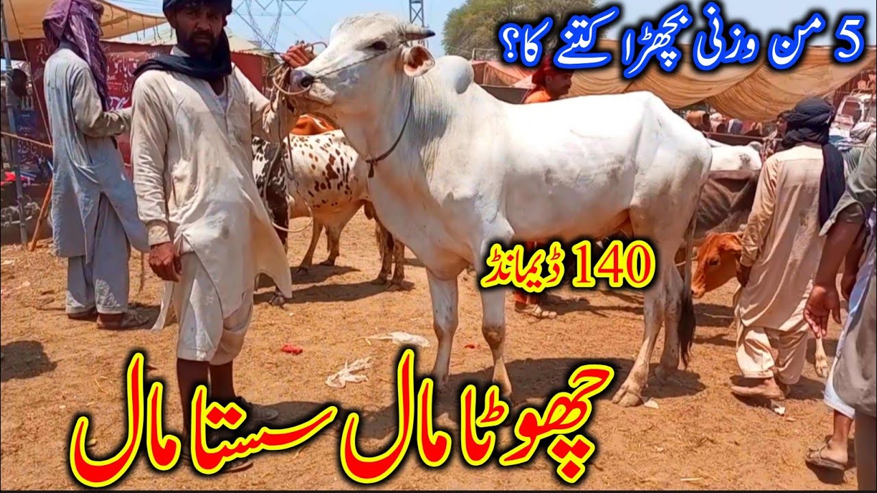 Multan Mandi Latest Update Today Routine - Janwar Mandi Update - Cow Mandi 2023 - Qurbani Rate 2023