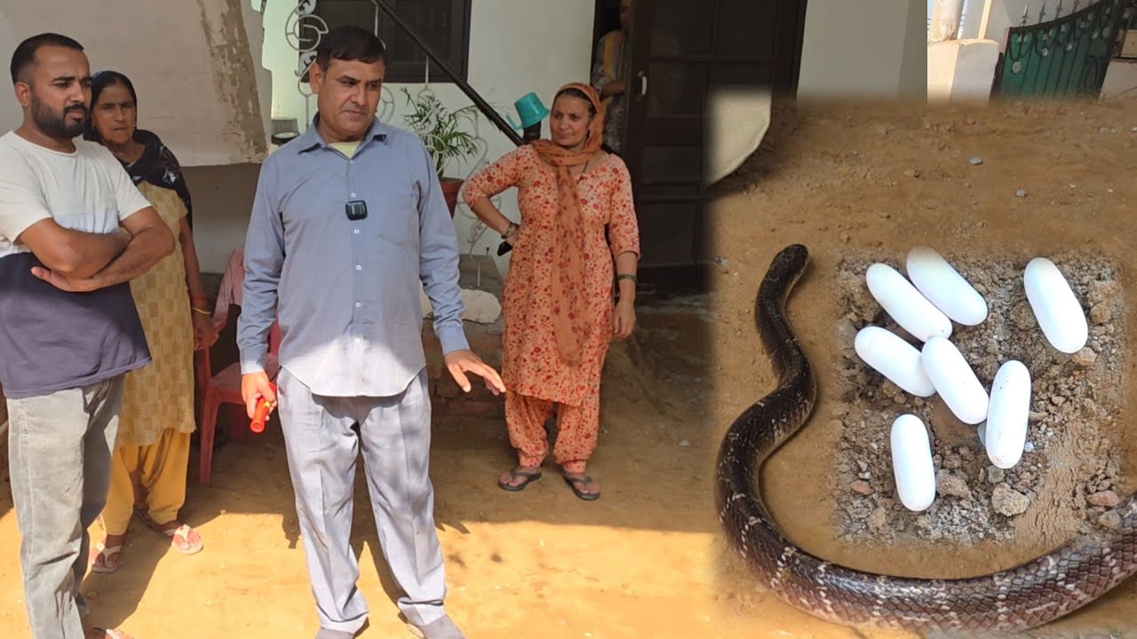 मादा करैत ने घर मे दिये अण्डे परिवार स*दमे मे ///स्नेकमैन सतीश फफड़ाना 9255130130