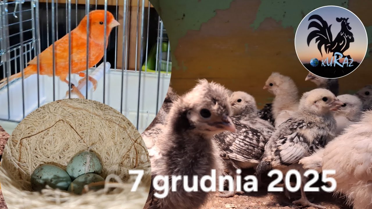 Kurczaki i kanarki w Garden kuRaż * 07.12.2025