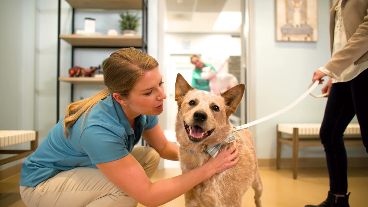 Healthy Hound Playground's Rockville, MD Dog Daycare, Boarding, and Grooming Facility Tour by Hooch