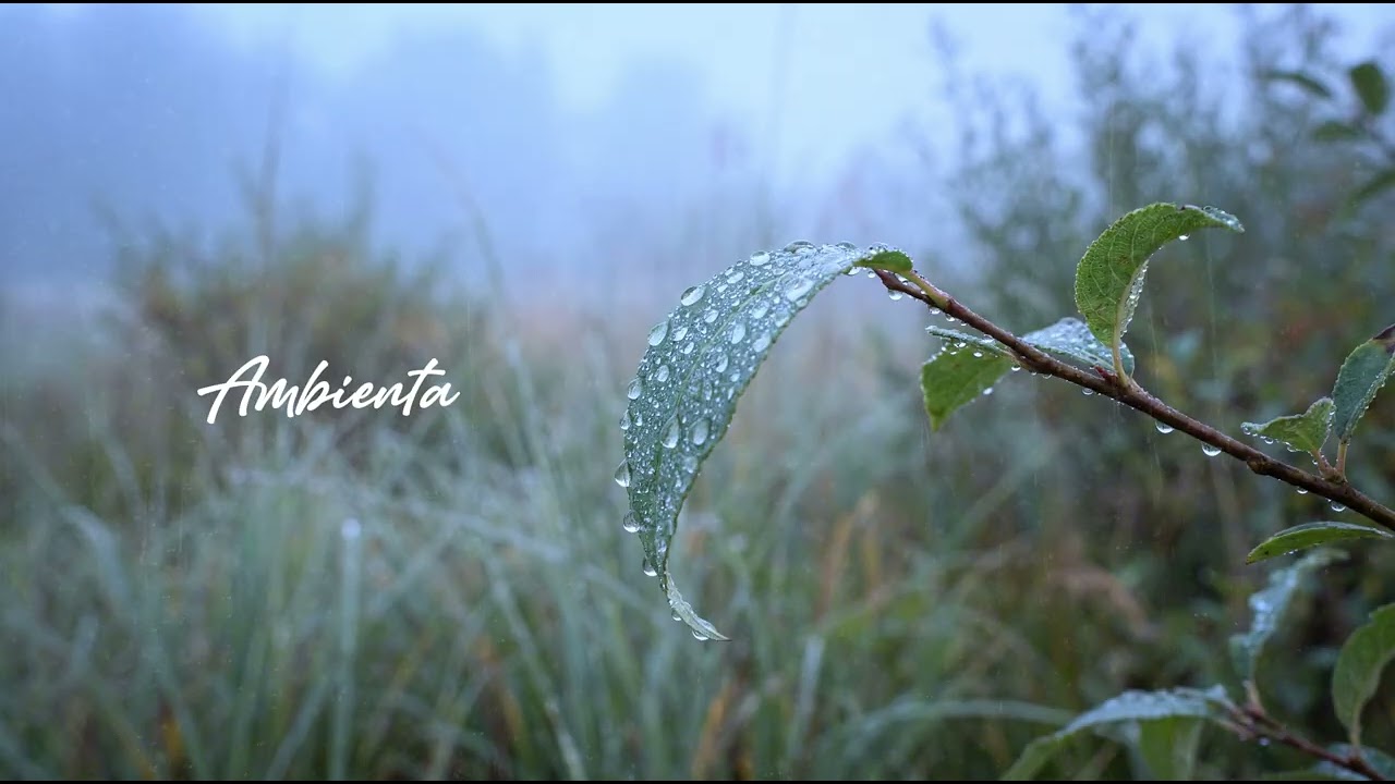 Calm Piano Music For Relaxation And Stress | Ambienta