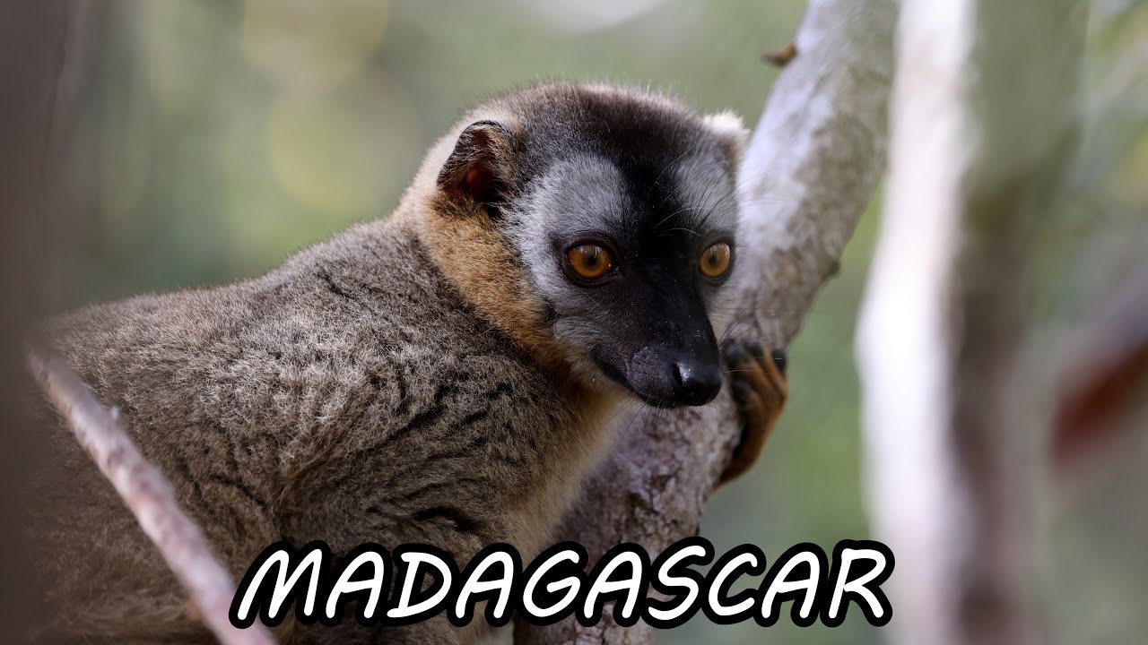 Madagascar - Ranomafana, Kirindy and Mantadia