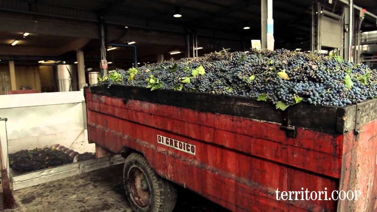 Cantina Tollo, uva e passione