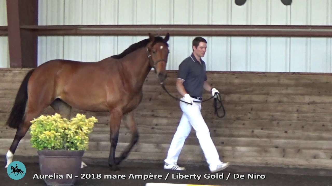 Aurelia - 2 year old mare by Ampère / Liberty Gold / De Niro