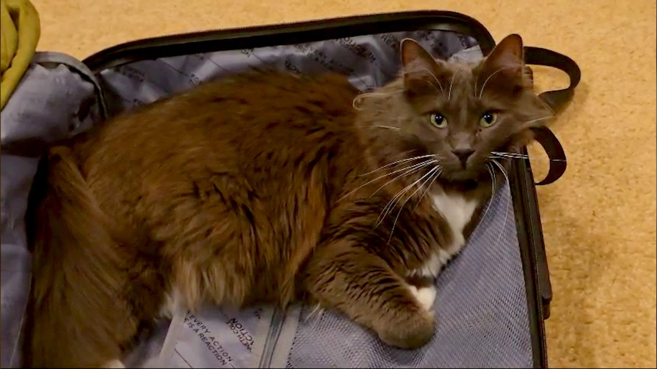 These Cute and Funny Pets and Animals will Melt your Heart! New 2025