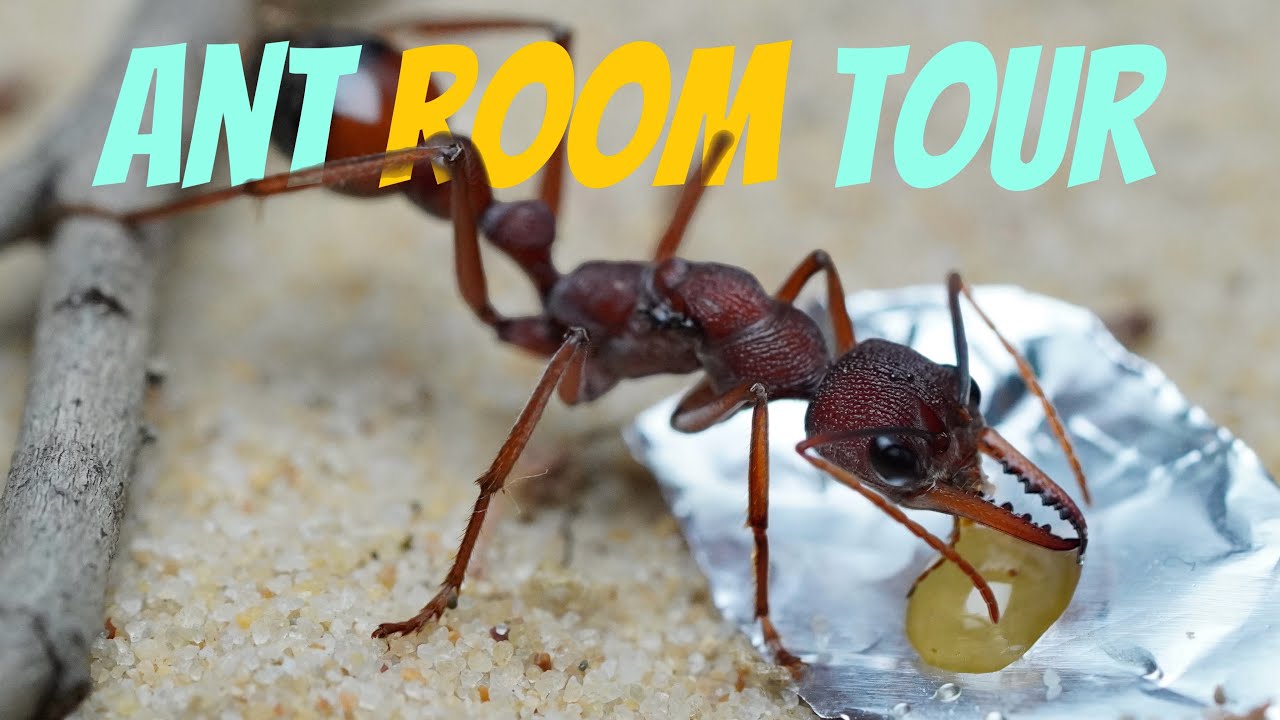 2024 Ant Room tour - Part 1