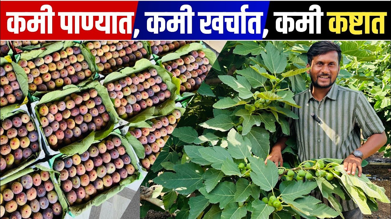 अंजीर शेतीअंजीर शेती विषयी माहिती | अंजीर शेती लागवड | fig farming in maharashtra |anjeer sheti |