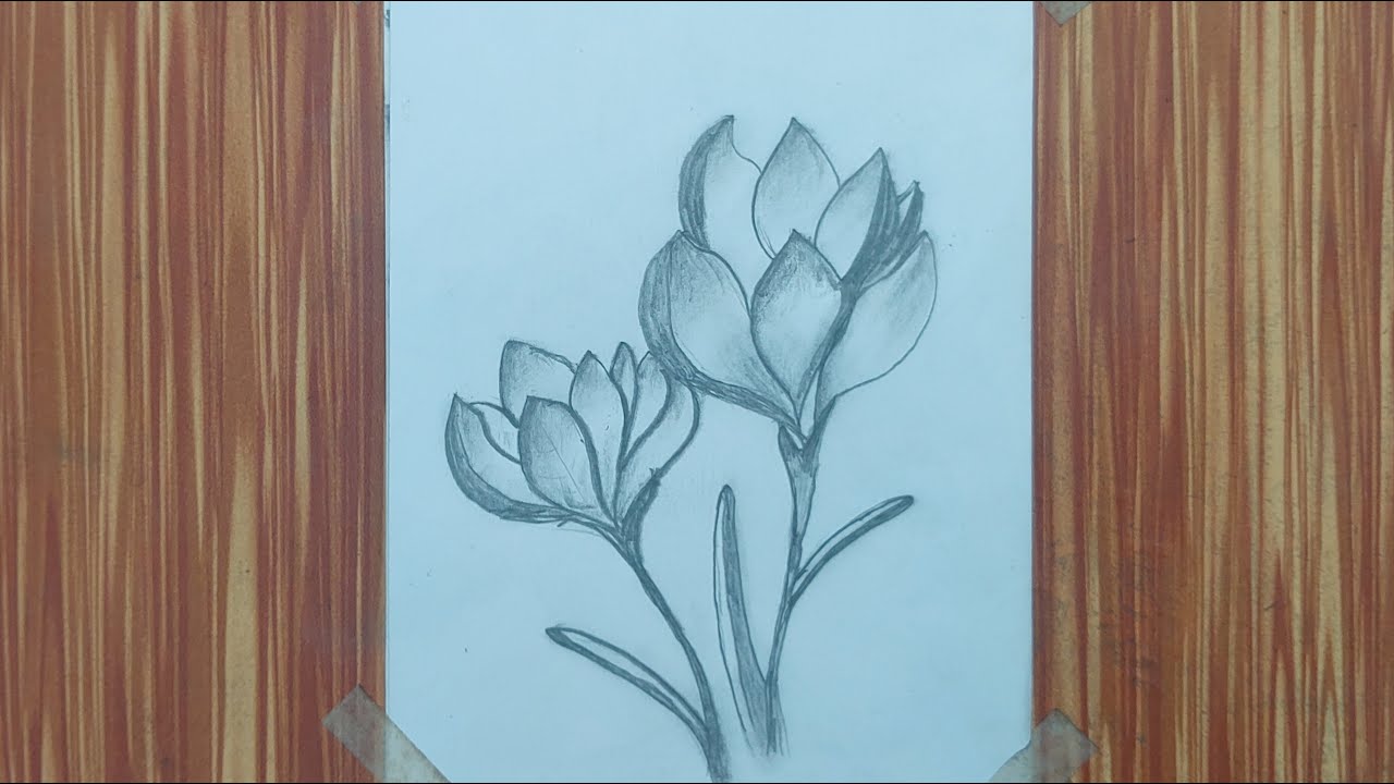 Beautiful Flower Pencil Sketch Drawing | Easy Flower Drawing Step by Step | Asma Pencil Art