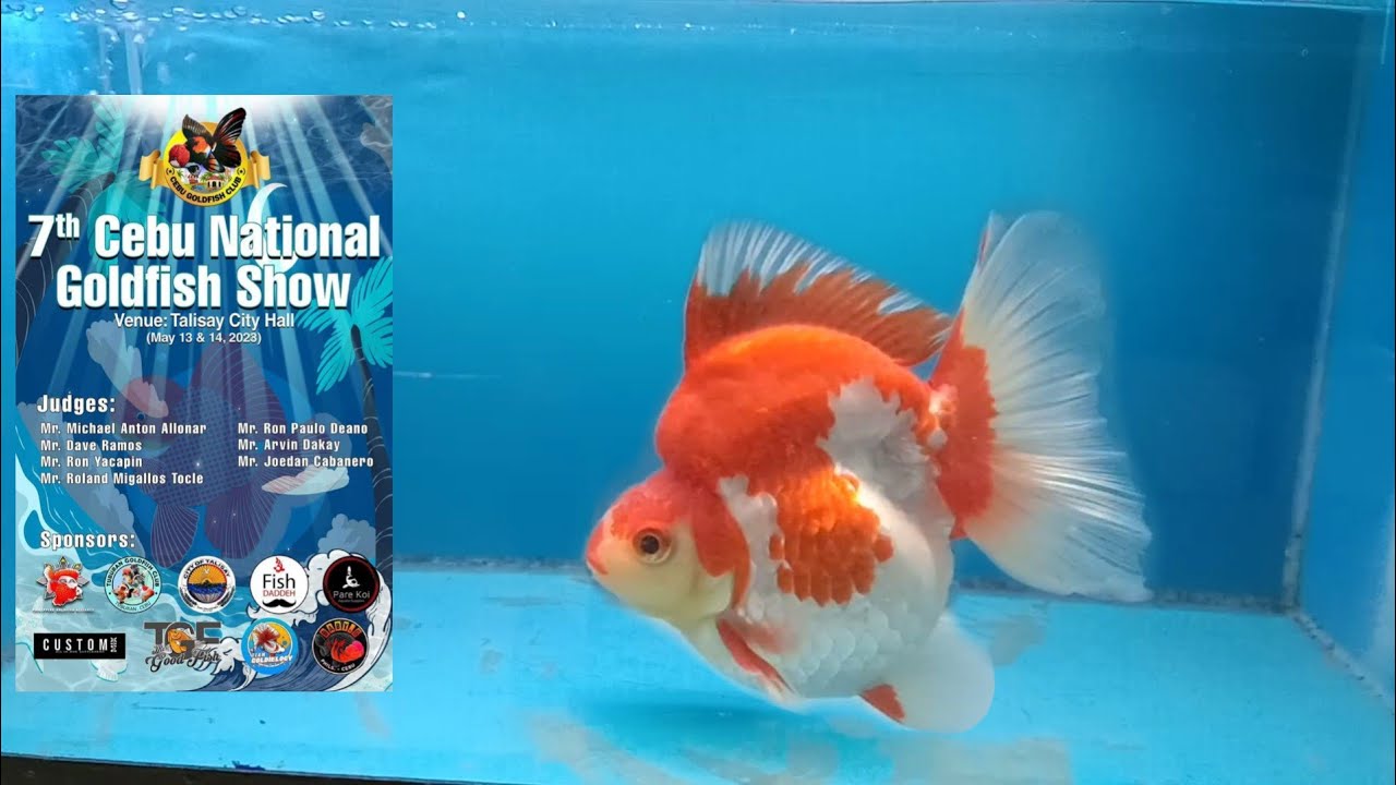 SHOW QUALITY GOLDFISH | Cebu National Goldfish Show