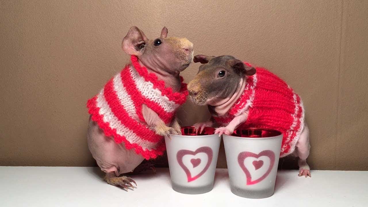 'Skinny Pigs' Model Adorable Clothes