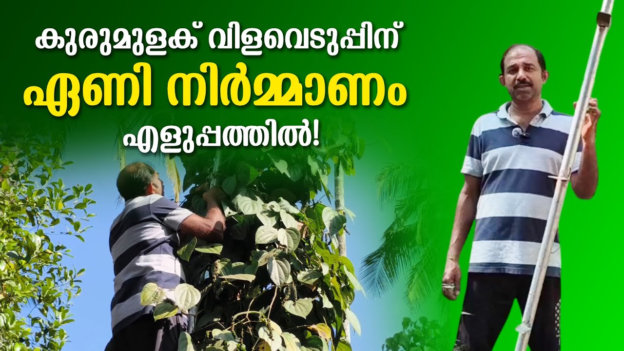 കുരുമുളക് പറിക്കാൻ ഇനി ഏണി എളുപ്പത്തിൽ ഉണ്ടാക്കാം! | Make a ladder for pepper harvesting easily now!