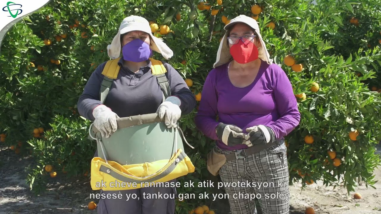 instructivo de cosecha de mandarinas y clementinas