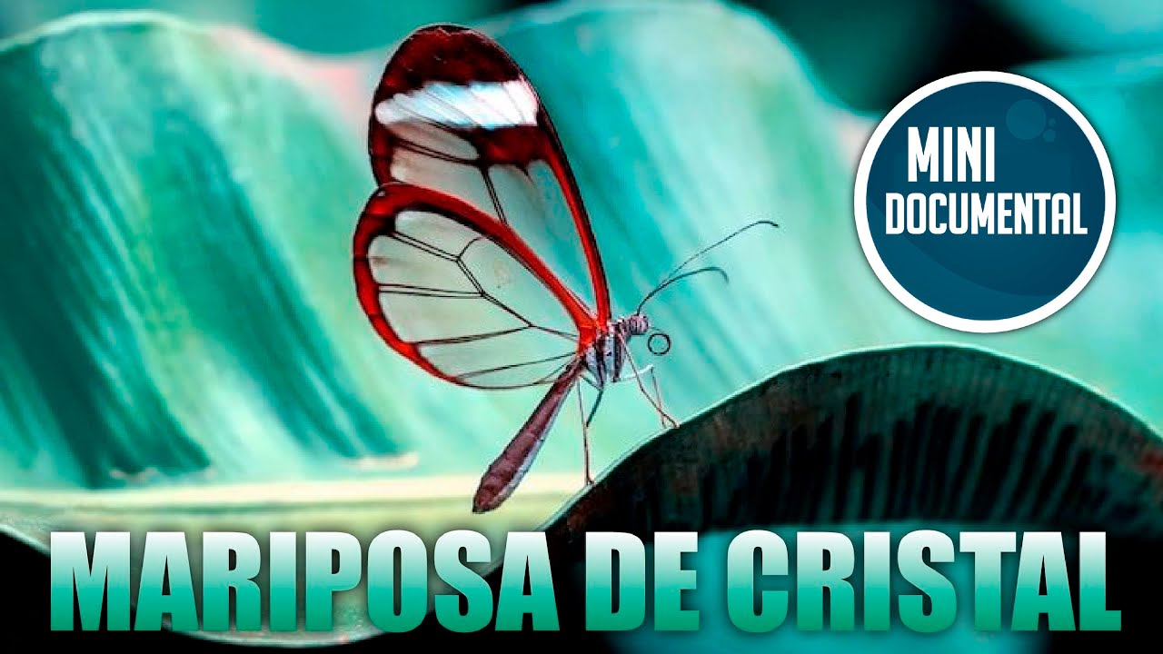 Mariposa de cristal (mini documental)