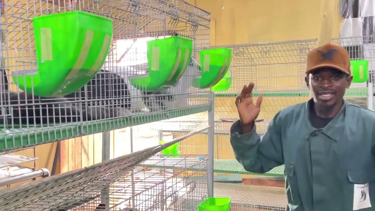 Ferme de lapin Cameroun