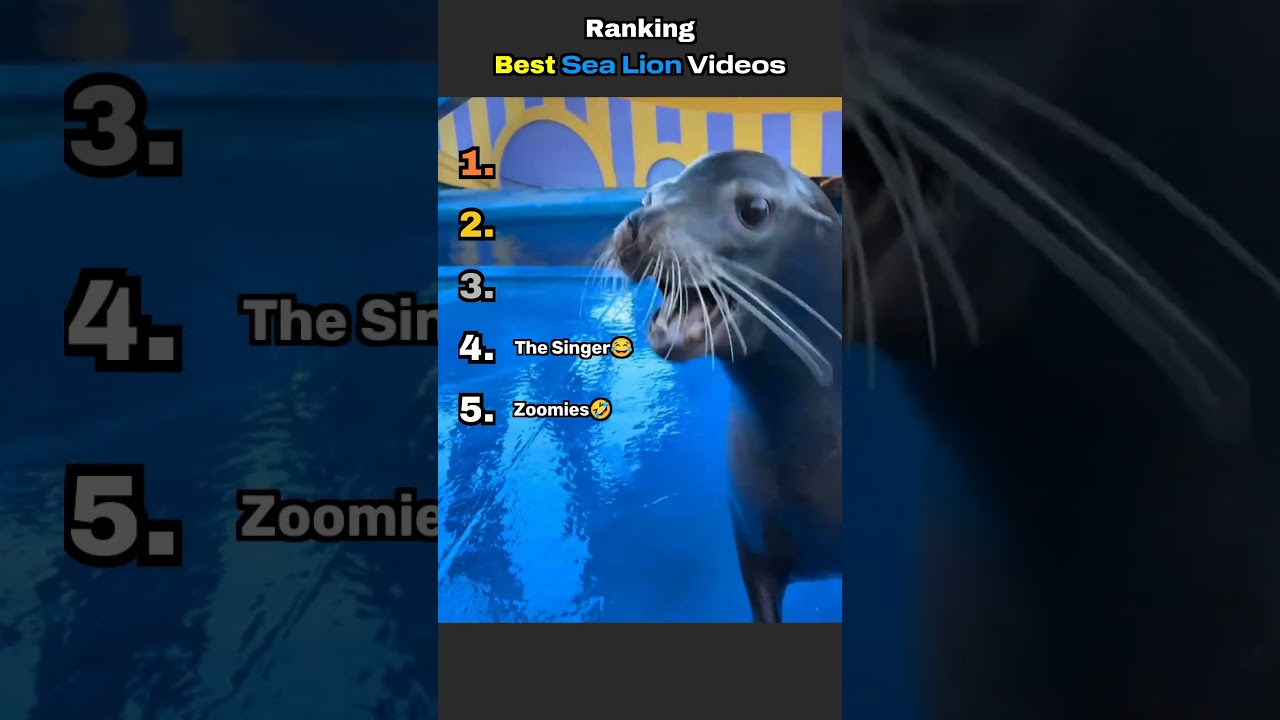 Ranking Funniest Sea Lion Moments 😂