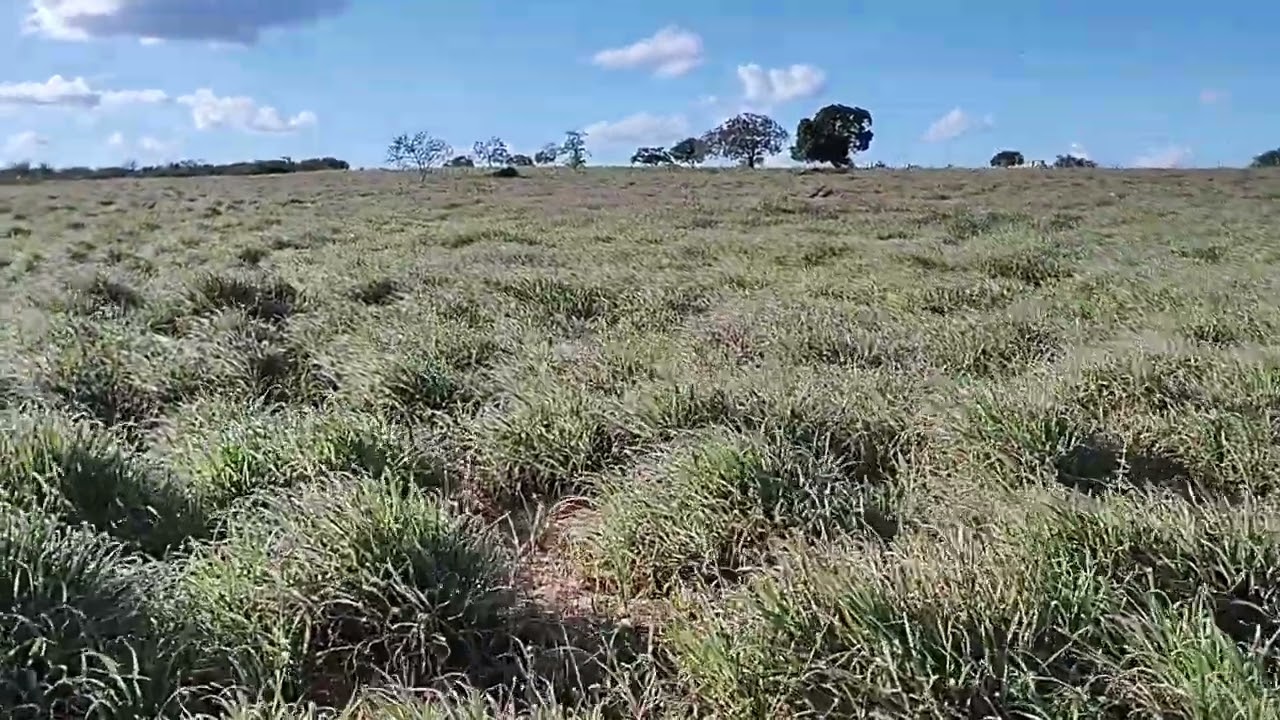 CAPIM LANZUDO MELHOR QUE MASSAI BRACHIARIA