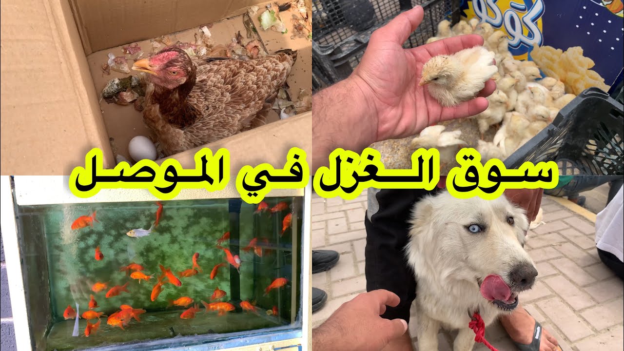 سوق الغزل سوق الجمعة كوكجلي في الموصل انواع الطيور والدجاج بارخص الاسعار