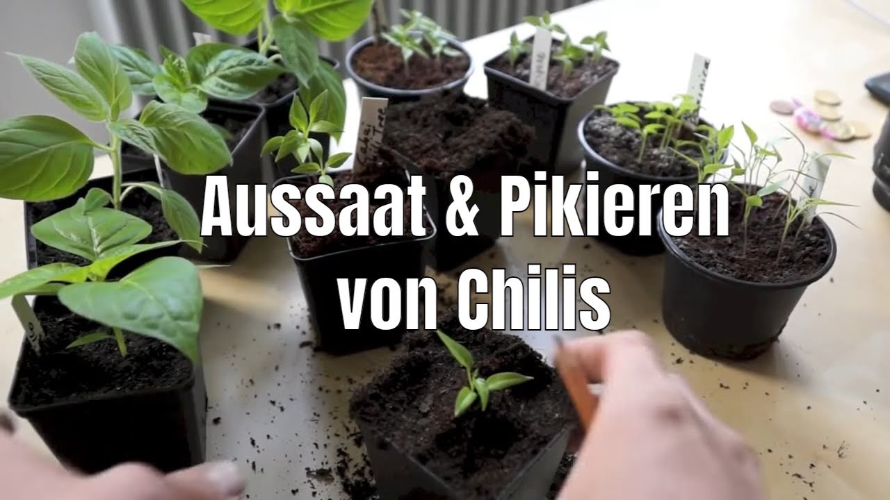 Perfekte Aussaat & Pikieren von Chili, Peperoni, Tomate & Paprika: Schritt-für-Schritt-Anleitung #1