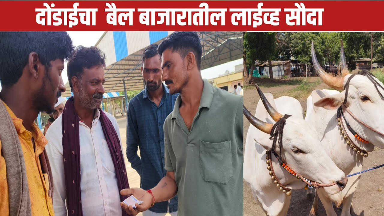 बैल बाजारातील सौदा पहा कसा होतो 😊दोंडाईचा बैल बाजार | दोंडाईचा बैल बाजार 2023 #dondaicha