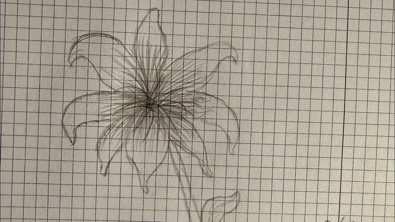Fleur de lys et feuille, dessin facile 