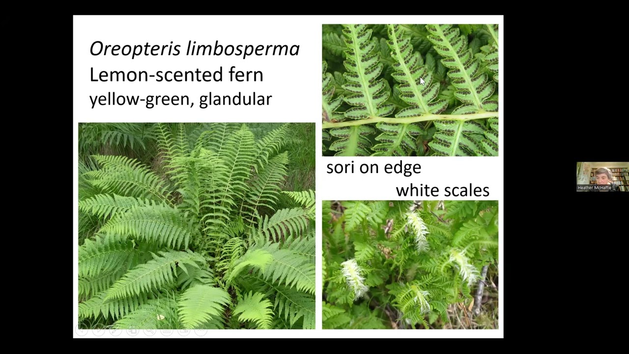 Ferns Are Fantastic