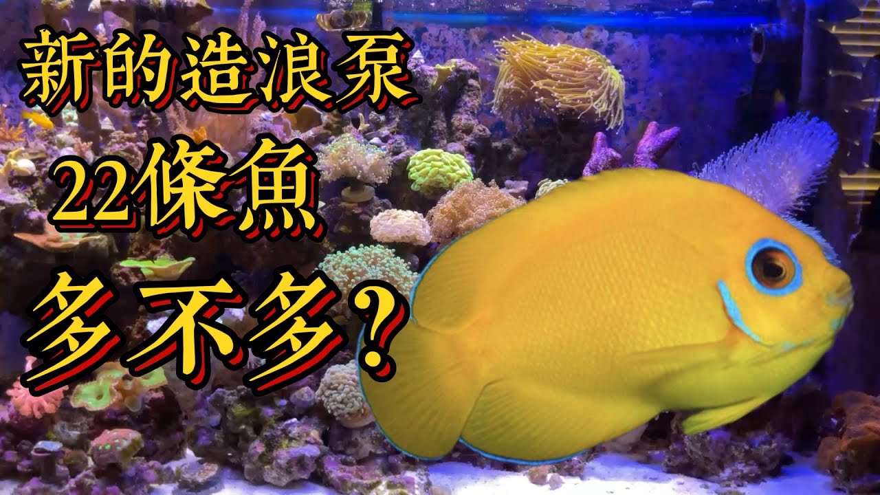 一棵咬牙買下的火柴.一個不錯的新造浪泵.多魚嗎？