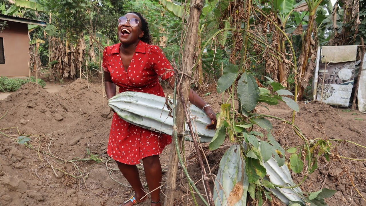 This Is What Nigerians 🇳🇬 do In their farms! African Village Farm!