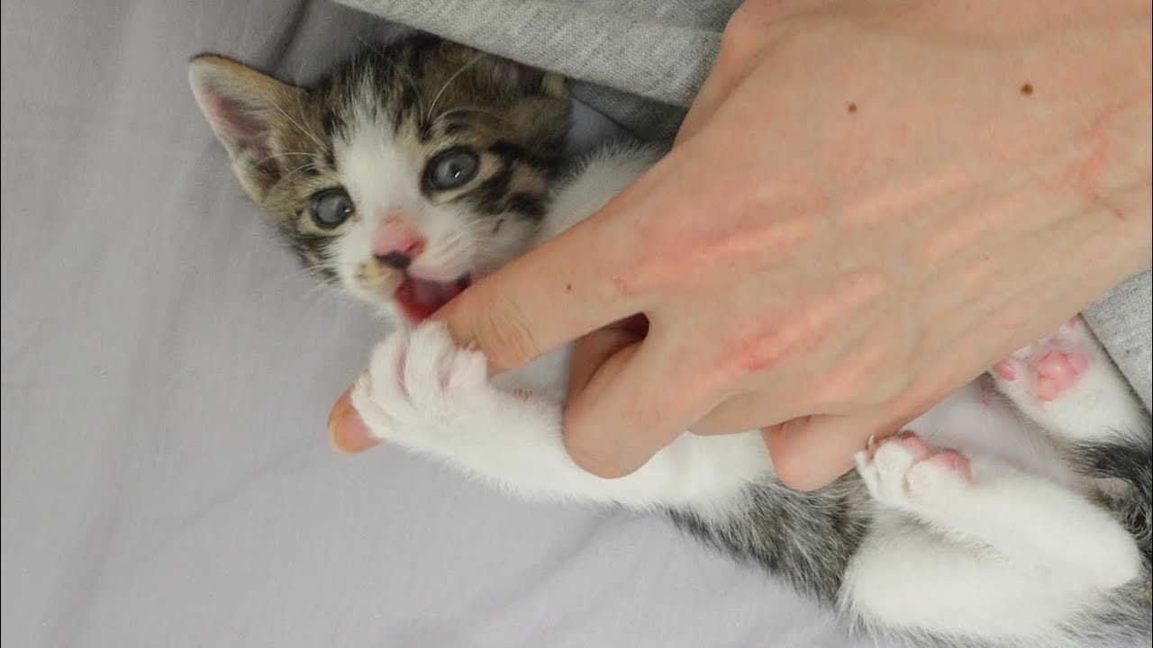 A Baby Kitten's Cute Reaction When They Accidentally Bit My Hand