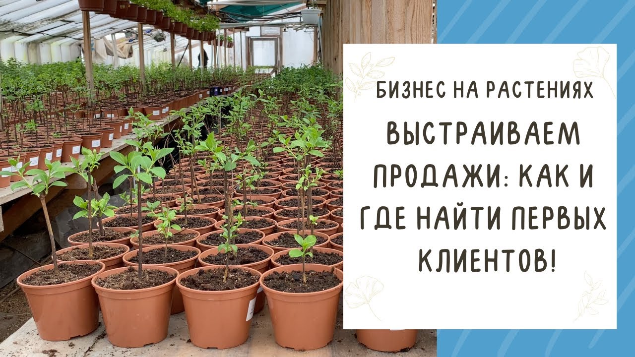 БИЗНЕС НА РАСТЕНИЯХ! ИЩЕМ КЛИЕНТОВ И НАЧИНАЕМ ПРОДАЖИ!