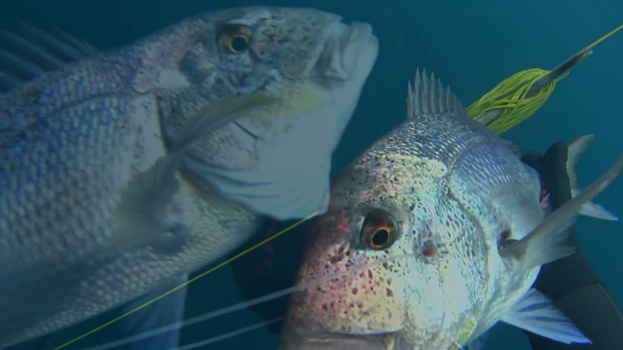 🔱ΨΑΡΟΝΤΟΥΦΕΚΟ 13Μ-22Μ ΜΕ ΕΚΛΕΚΤΑ ΘΗΡΑΜΑΤΑ🔱SPEARFISHING SAKIS TSONIS