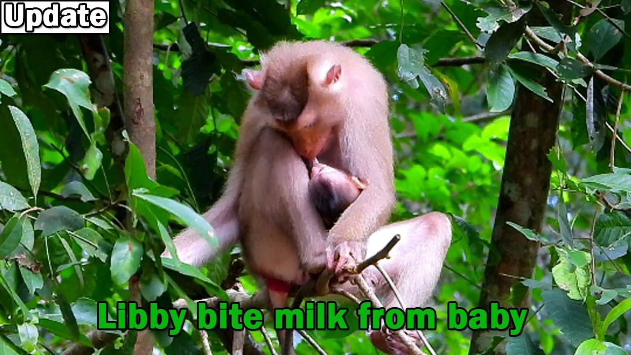 Oh MG! Naughty monkey Libby try bite her milk reject from poor baby Rainbow
