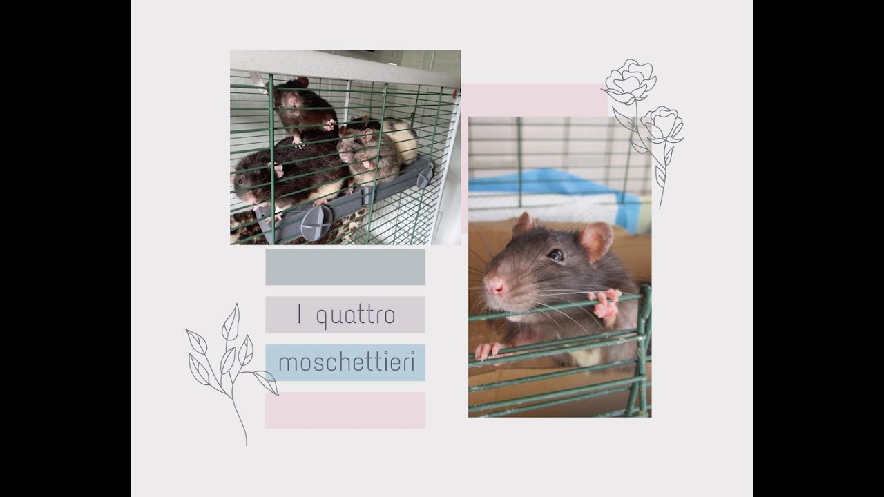 Ho adottato... Gas Gas, Giac, Bert e Luke / Spacchetto ordine su Shein /Cosa ho comprato per i ratti