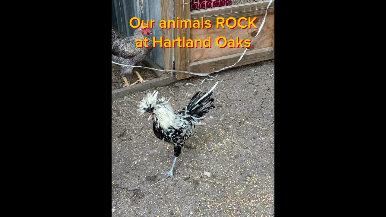 Our animals rock at Hartland Oaks!