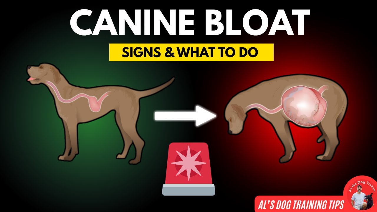 Canine Bloat: What to Look for & What to Do | Al’s Dog Training Tips