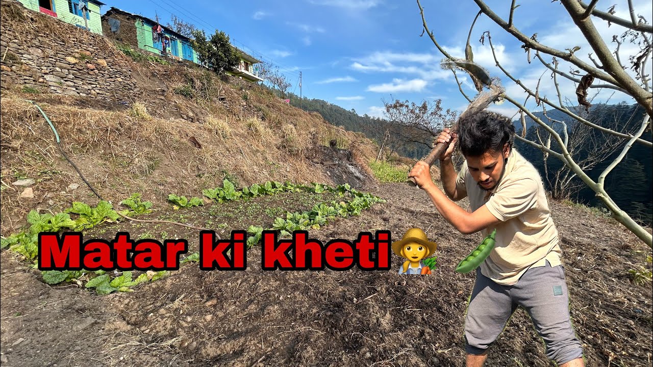 Organic tareeke se boye🌾 MATAR🫛 ||mukeshvlogs||organic farming 🌾