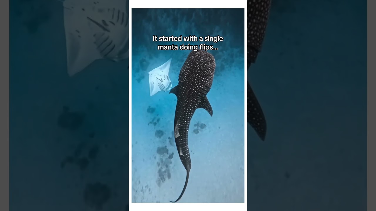 Are they all connected!? #wholesome #animal