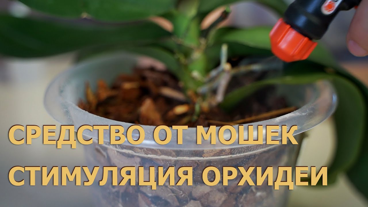Средство от мошек на орхидеях. Стимуляция орхидеи, 2 способа.
