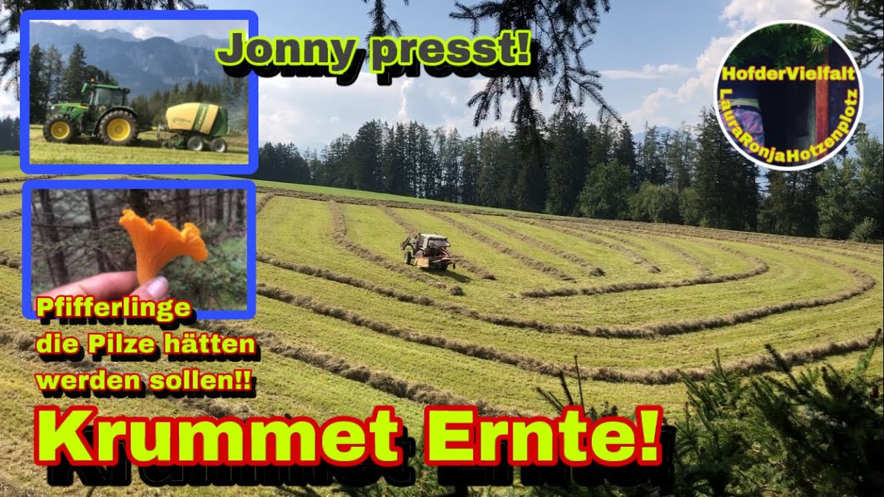 Heu Ernte 2024 | 2.Schnitt | Hornissennest gefunden | Pfifferlinge im Spätsommer | John Deere | Lely