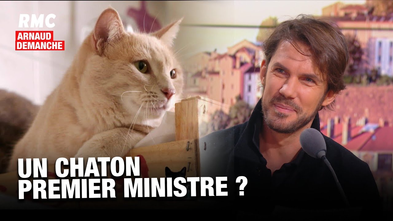 Arnaud Demanche: un chaton Premier ministre?