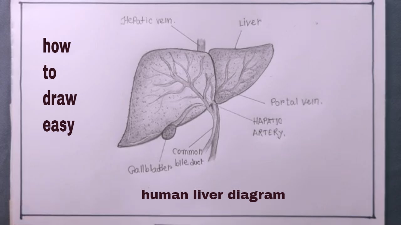 how to draw diagram of human liver/human liver drawing