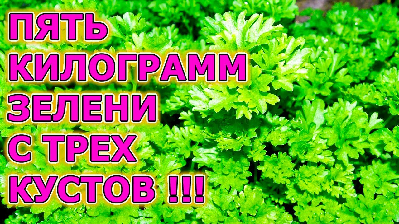 Пять Килограмм Петрушки с Трех Кустов! Выращиваем только этот сорт петрушки! Как выращивать петрушку