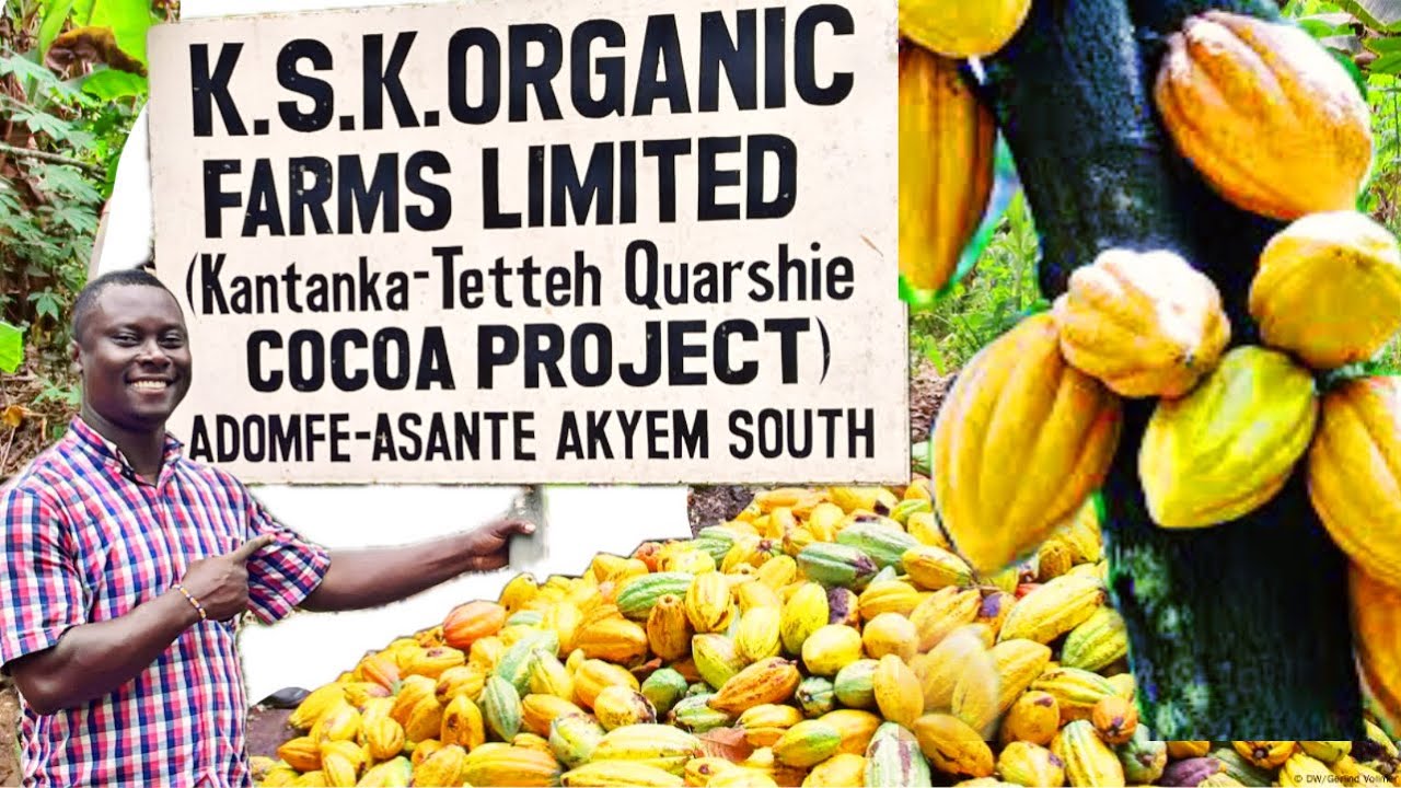 I VISITED THE BIGGEST COCOA FARM IN GHANA OWNED BY APS KWADWO SAFO| 500 ACRES COCOA FARM
