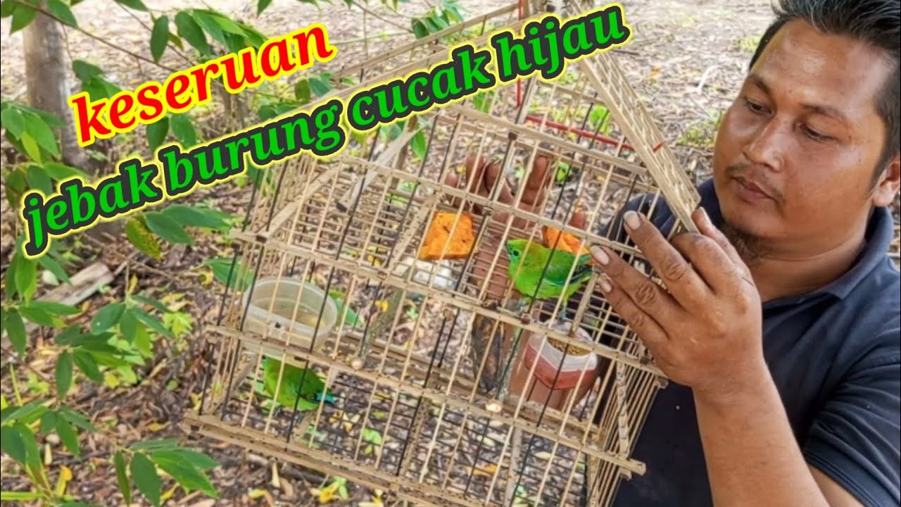 MENJEBAK BURUNG CUCAK IJO GACOR MENGGUNAKAN SANGKAR PIKAT // BIRD TRAP