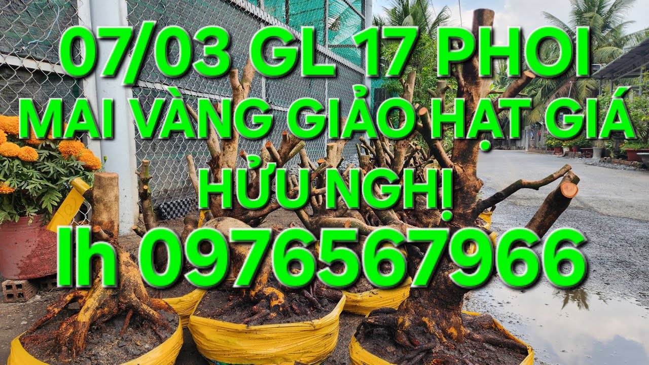 07/03 MINH NHÍ 0976567966 GL MAI VÀNG GIẢO HẠT ĐẾ MÔN ❤️❤️❤️