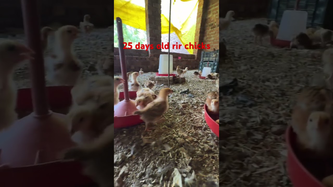 Day 25 rir chicks #rirchicks #chicken #birds #pets