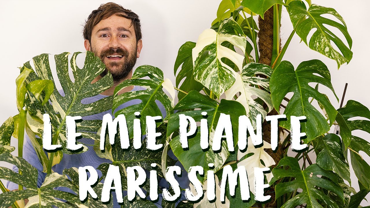 Piante variegate: le mie piante più rare!